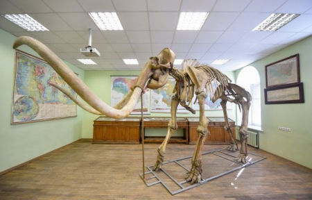 VU Geologijos muziejuje vėl galima išvysti mamuto Gošos griaučius ir sekti Vilniaus mamuto pėdsakais